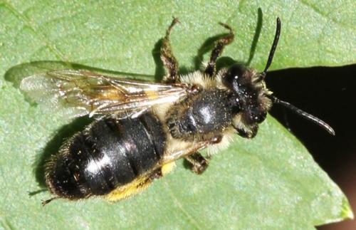 Andrena sp.