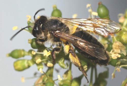 Andrena sp.