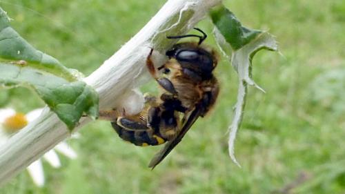 Réf. 133 111 : Anthidium septemspinosum