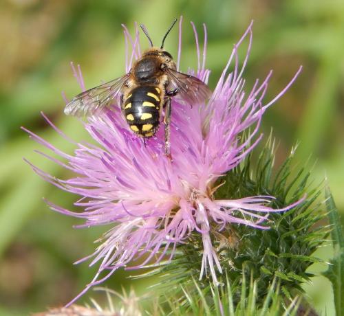 Anthidium septemspinosum