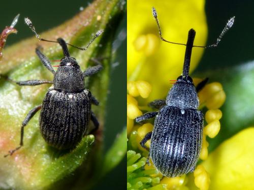 Réf. 133 532 : Anthonomus rubi
