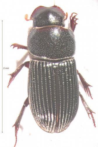 Réf. 133 728 : Ataenius picinus