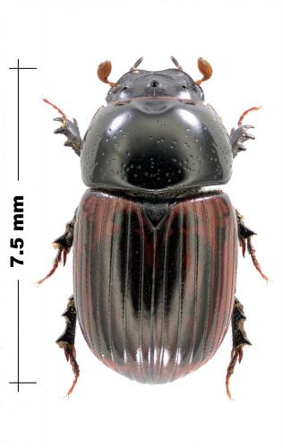 Loraspis frater