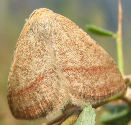 Aplasta ononaria