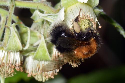 Bombus hypnorum