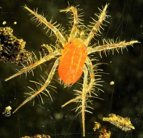 Erythracarus epigeus