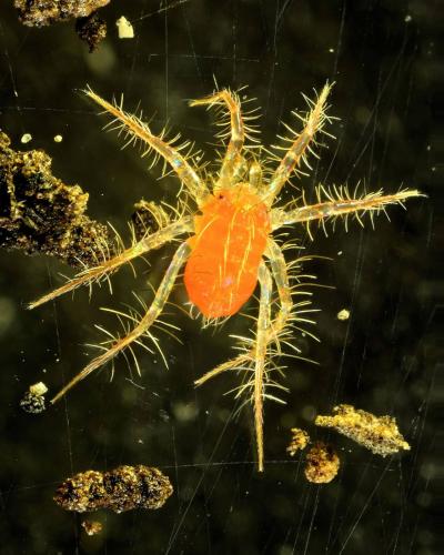 Erythracarus epigeus