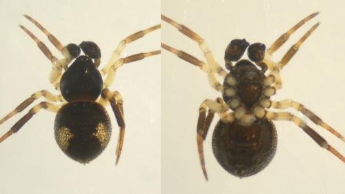 Euryopis laeta