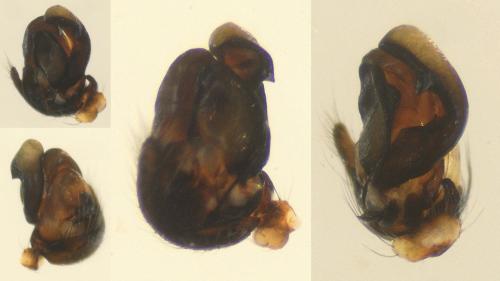 Cyclosa algerica