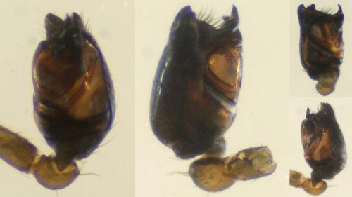 Euryopis laeta