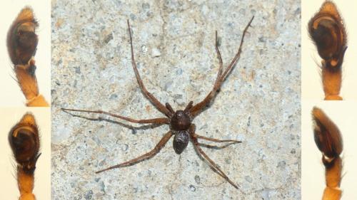 Philodromus collinus