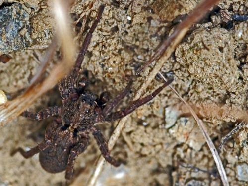 Réf. 133 162 : Alopecosa albofasciata