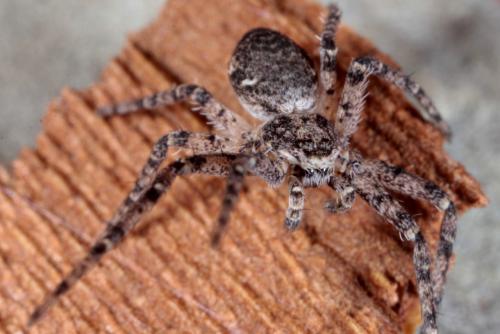 Philodromus sp.