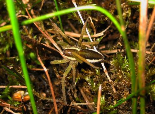 Réf. 133 540 : Dolomedes sp.
