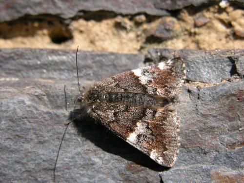 Archiearis parthenias