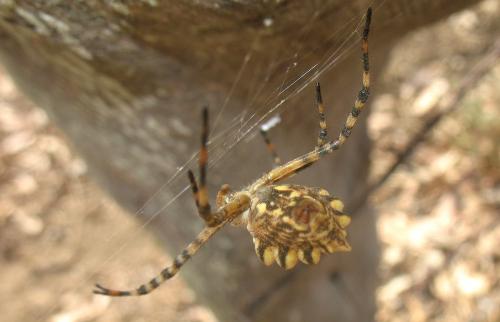 Réf. 133 473 : Argiope lobata