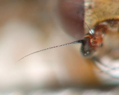 Réf. 133 231 : Heleomyza (serrata-captiosa)