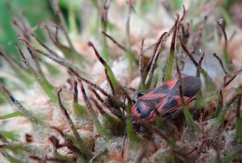 Arocatus sp.
