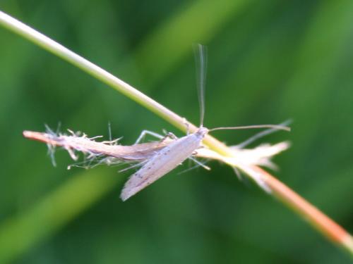 Aspilapteryx tringipennella