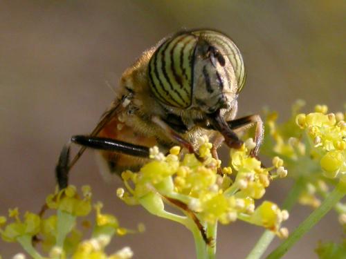 Eristalinus taeniops