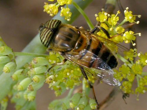 Réf. 133 716 : Eristalinus taeniops