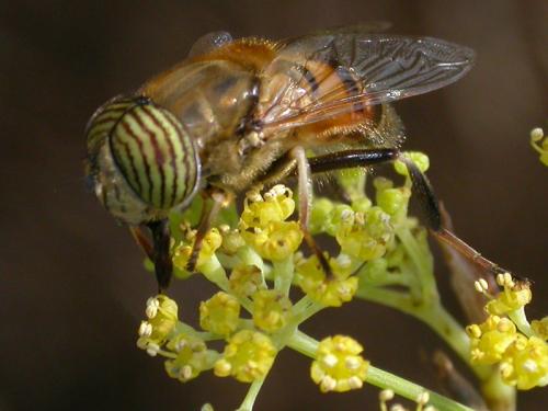Réf. 133 717 : Eristalinus taeniops