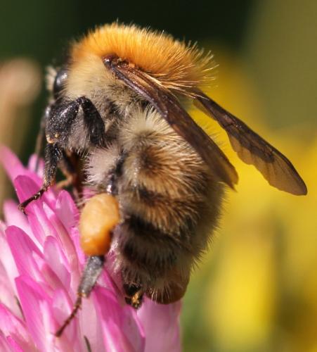 Bombus sp.