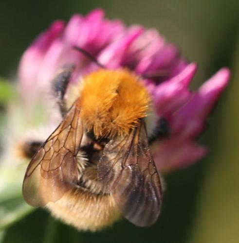 Bombus sp.
