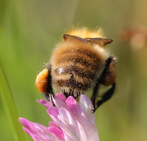 Bombus sp.