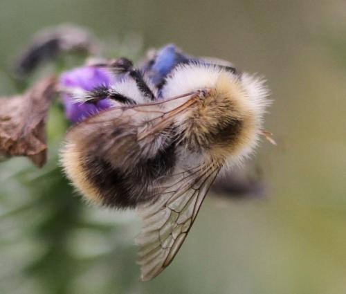 Réf. 133 224 : Bombus pascuorum