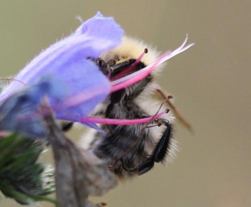 Bombus pascuorum