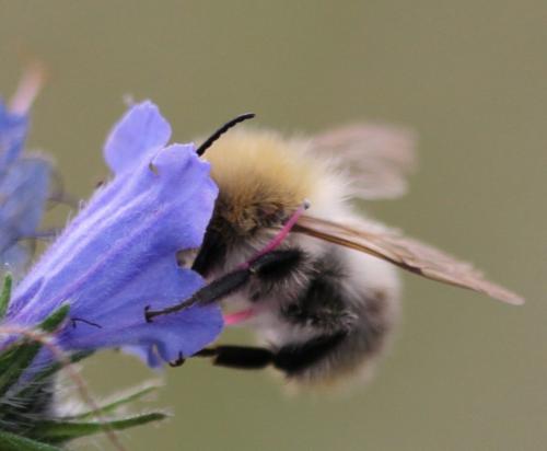 Bombus pascuorum