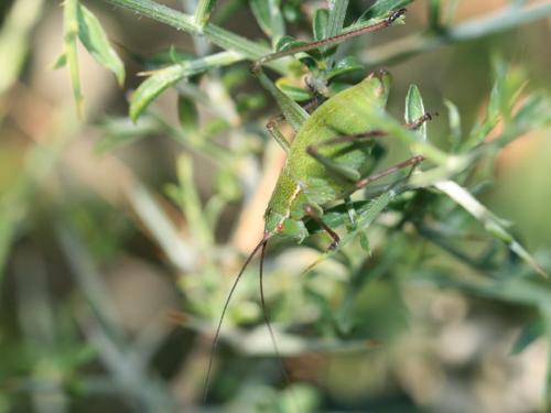 Réf. 133 800 : Phaneropterinae inconnu