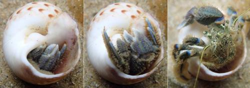 Pagurus novizealandiae