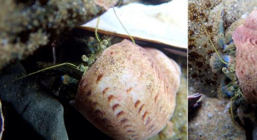 Pagurus novizealandiae