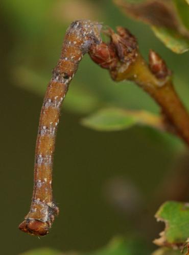Biston betularia