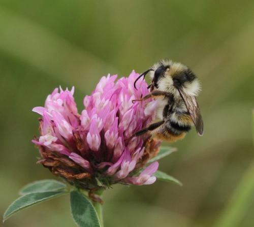 Bombus sylvarum