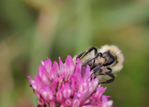 Réf. 133 183 : Bombus sylvarum