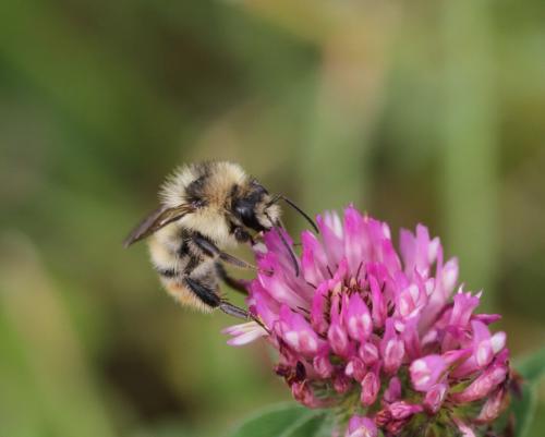 Réf. 133 182 : Bombus sylvarum