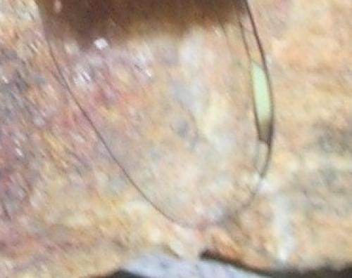 Brachythemis leucosticta