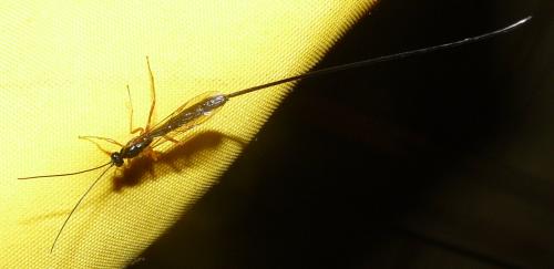 Dolichomitus sp.