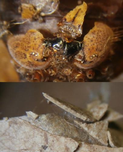 Lasiocampa quercus