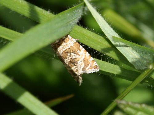Celypha rivulana