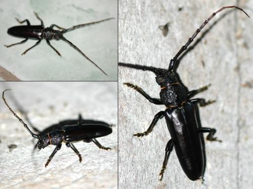Coleoxestia corvina