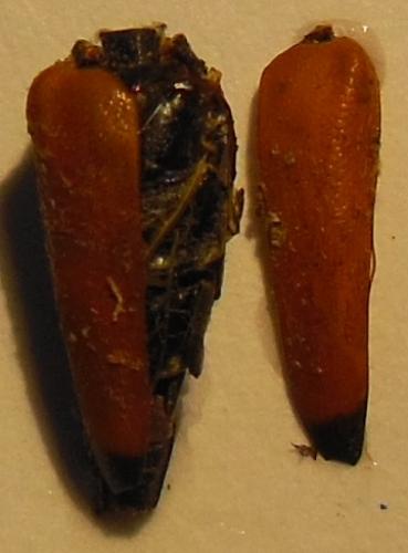 Stictoleptura fulva