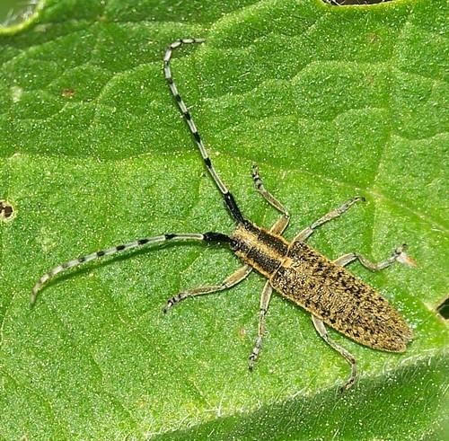 Agapanthia villosoviridescens