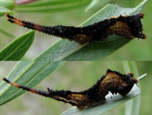 Cerura vinula