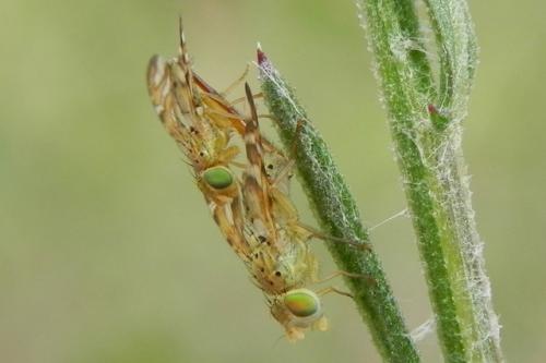 Réf. 133 175 : Chaetorellia jaceae