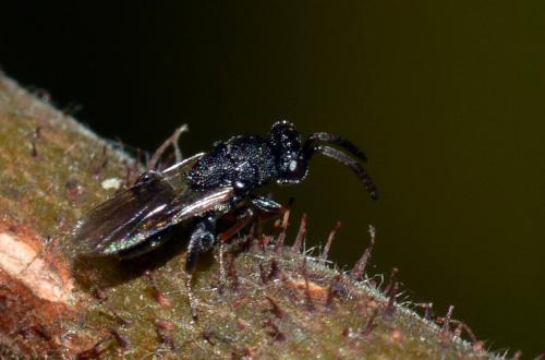 Haltichella rufipes