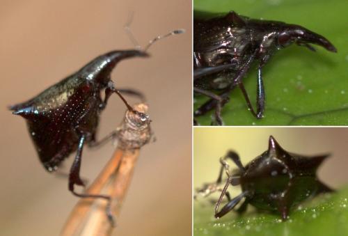 Scolopterus sp.